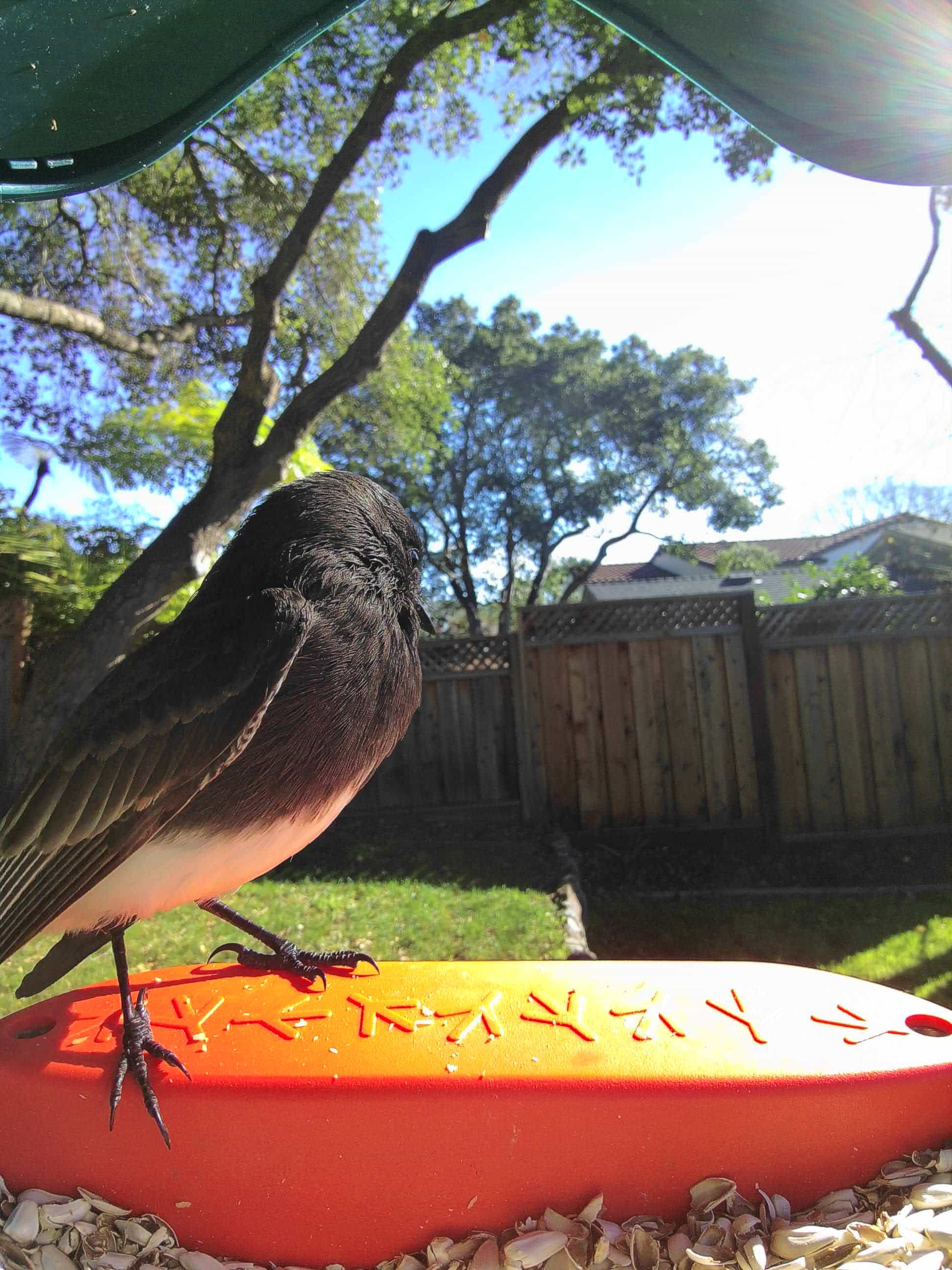 pheeta phoebe(フィービー) ブラック Black Phoebe - American Bird Conservancy